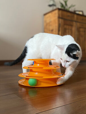 cat playing with cat track toy